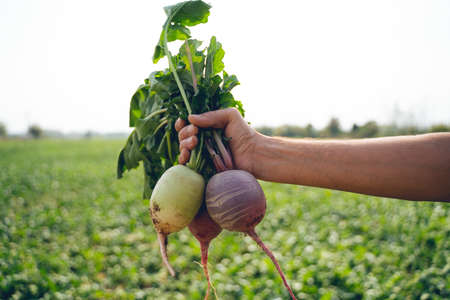 Farmer holding harvested radish, close up of hand with root vegetableの写真素材