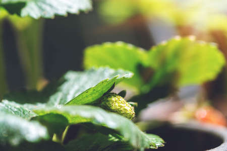 Green strawberry in garden ,Wild strawberry bush in black flowerpot. Agriculture harvest.