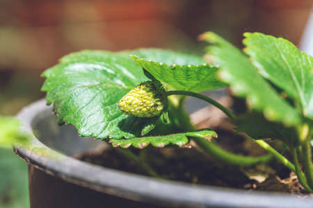Green strawberry in garden ,Wild strawberry bush in black flowerpot. Agriculture harvest.