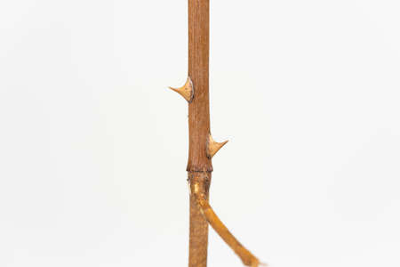 Twig with dried rose thorns, isolated on white
