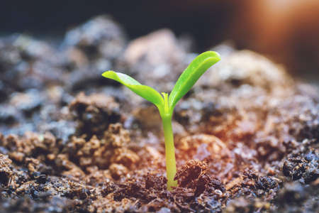 Young Plant Growing In Sunlightの写真素材