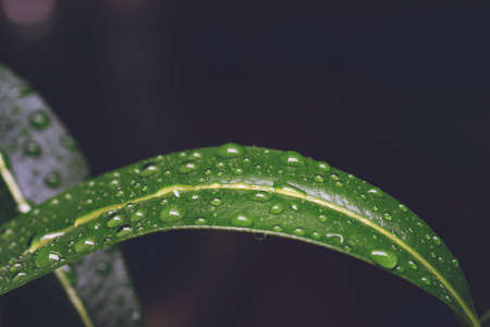 Large beautiful drops of transparent rain water on a green leaf macro. Drops of dew in the morning glow in the sun. Beautiful leaf texture in nature. Natural backgroundの写真素材