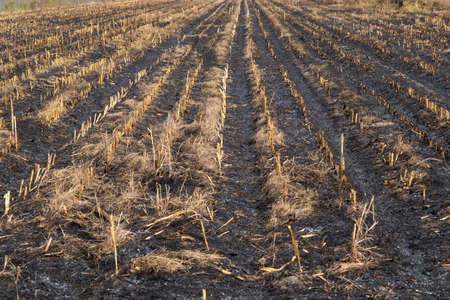Peeling skin at back and shoulder from sunburn effect on body of young man from sunbath at summer. dangerous sunburn conceptの写真素材