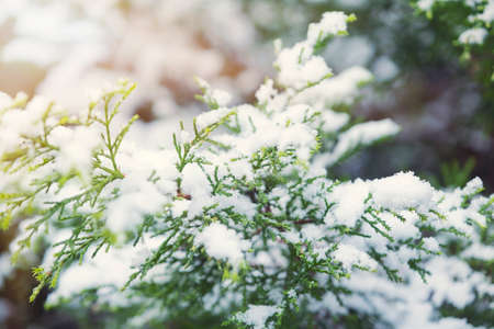 Fortunella margarita Kumquats ( cumquats ) foliage and fruits on kumquat tree. Many ripe kumquat fruitsの写真素材