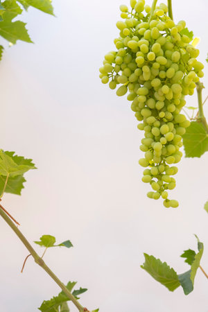 Vine leaves and bunch of grapes on an isolated white backdrop background. Text area for your messages.の写真素材