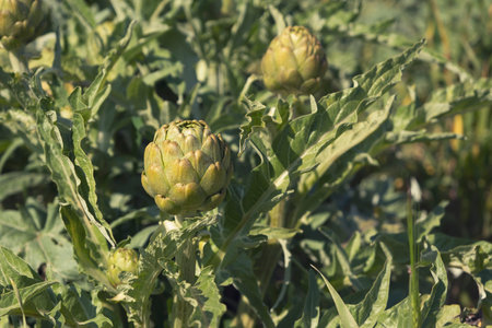 A close up view of ripe Artichoke (Cynara cardunculus ) in a field of Artichokes. Spring timeの写真素材
