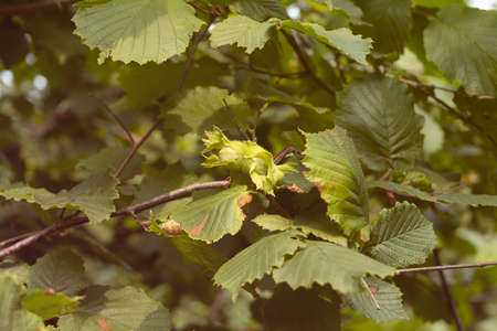 Farmer show green hazelnuts. Tree with hazelnuts in Ordu, Turkey