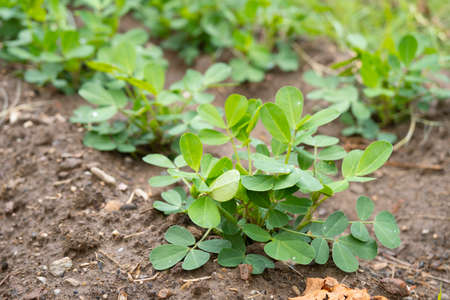 Peanut plant field. There are droplets on the leaves of the peanut plant after the rain. Agriculture...