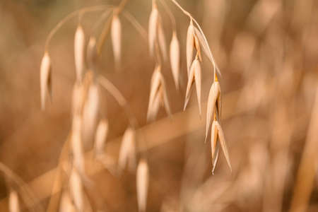 Field of ripe oats at A summer sunset. Close-up of oat plant. Agriculture and food industry