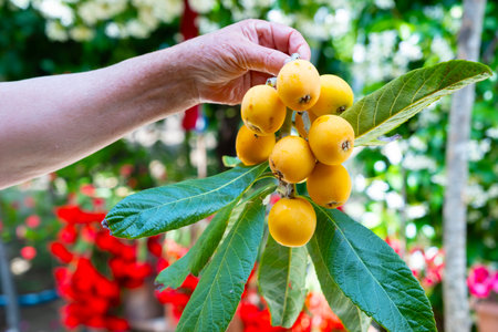 Eriobotrya japonica fruits. A handful of Medlar Fruit. Close up.の写真素材