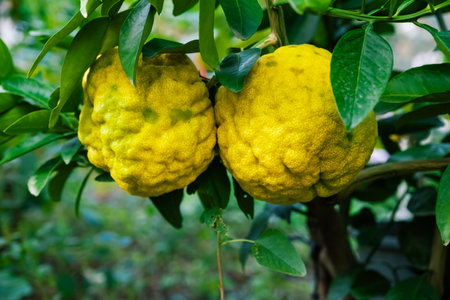 Ripe pomelo fruits. Organic pamelo fruit on tree in garden farm.の写真素材