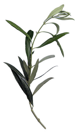 Olive branch with leaves, isolated on white background. Clipping path included.