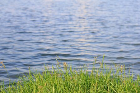 beautiful and peaceful green grass and lake