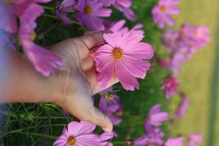 hand holding beautiful pink daisy flowersの写真素材
