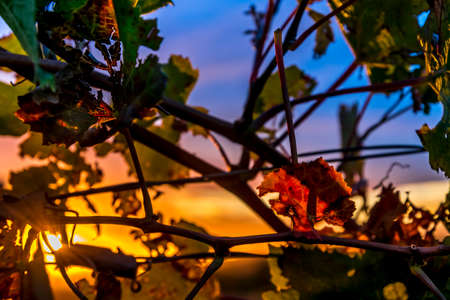Closeup of wine wine leaves in colorful sunset lightの写真素材