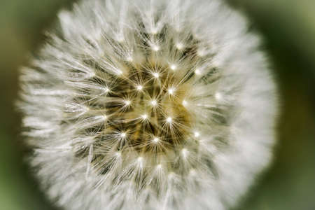 Dandelion blossom on the green forest floor in springtime. Closeup.