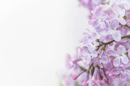 Beautiful springtime floral background with branches of blossoming pink lilac on white background....
