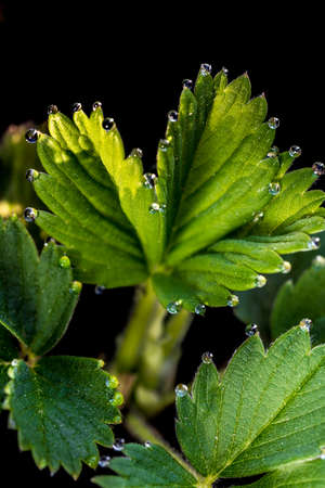 Leaves of young strawberry plants with water dewdrops in the early morning. Closeup. Vertical.の写真素材