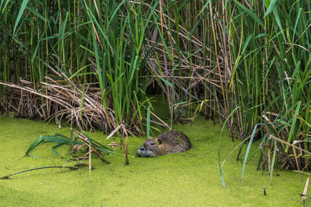Nutria in the reed in a small river which is covered with green water plants. State Brandenburg in Germany, Europe.の写真素材