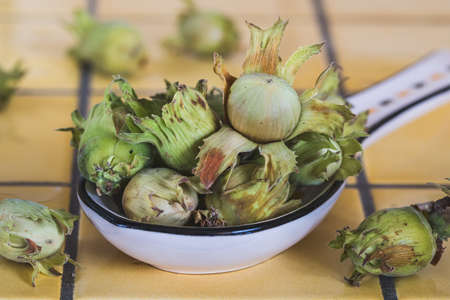 Freshly harvested hazelnuts on a white china spoon on yellow tilesの写真素材