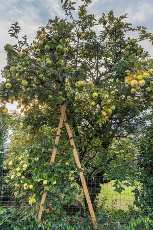 Old quince tree that has to be propped up because of the weight of its fruitsの写真素材