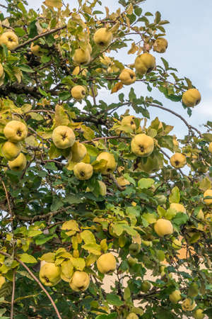 Two ripe quinces on an old quince tree, closeupの写真素材