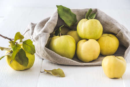 Ripe quinces rolling out of a linen sack, white wooden backgroundの写真素材
