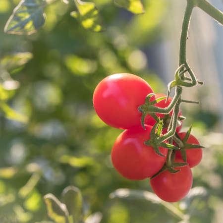 Ripe cocktail tomatoes waiting to be harvestedの写真素材