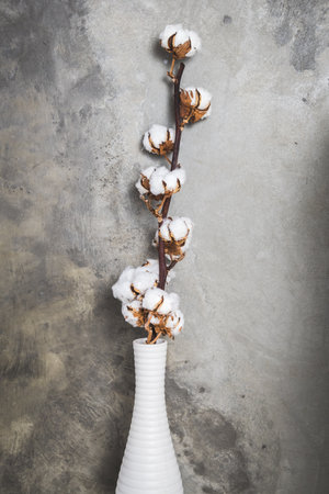 Cotton branch in a white vase in front of a gray concrete background, vertical with copy spaceの写真素材