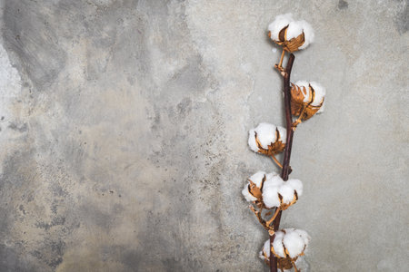 Cotton branch in front of a gray concrete background, copy spaceの写真素材