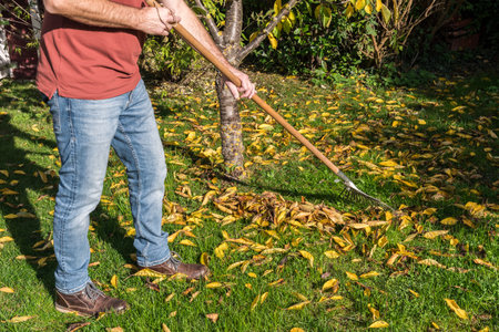 Man raking colorful fallen leaves in his garden in the fallの写真素材