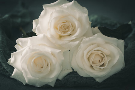 Three white roses blossoms on green background. Symbol for love and happiness, but also for mourning.の写真素材