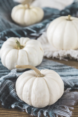 White mini pumpkins in a row on woolen scarf on a wooden table, autumn decoration, vertical stock photoの写真素材