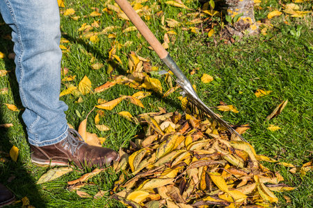 Man raking colorful fallen leaves to a pile in his garden in the fallの写真素材