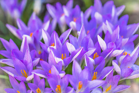 Purple crocus blossoms in early springtimeの写真素材