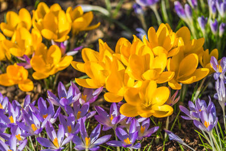 Yellow and purple spring flowers, colorful crocusの写真素材