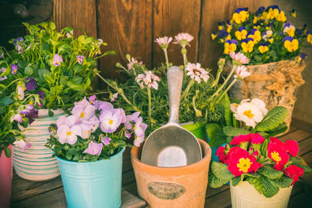 Spring flowers in colorful pots and gardening toolsの写真素材