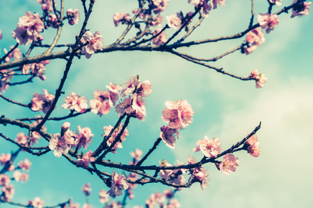 Cherry blossom branches in sunny early springの写真素材