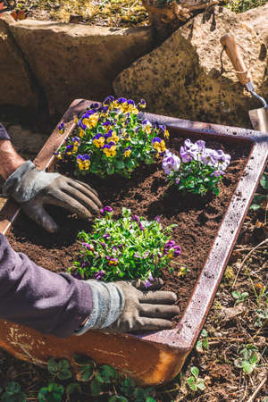 Person planting spring plants in old troughの写真素材