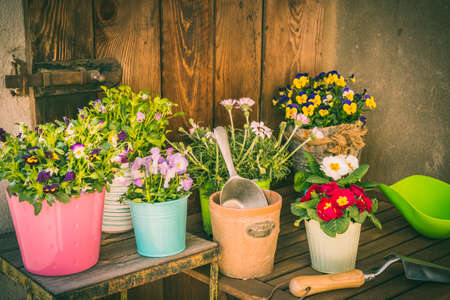 Spring flowers in colorful pots and gardening toolsの写真素材