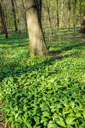 Forest with wild garlic plants in springtime, vertical