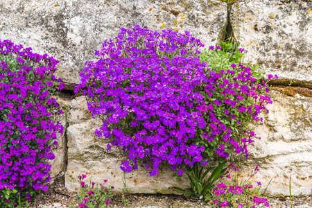 Natural stone wall with abundant blooming aubretia plantsの写真素材
