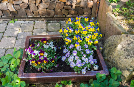 Old through potted with spring plantsの写真素材