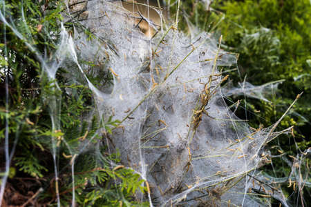 A bush in spring, inhabited and completely destroyed by caterpillars
