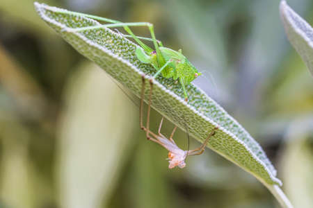 Young grasshopper that has shed its skin on a salvia leaf, close-upの写真素材