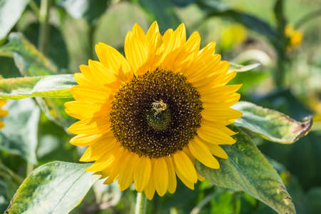 Sunflower with bee on a sunny summer dayの写真素材