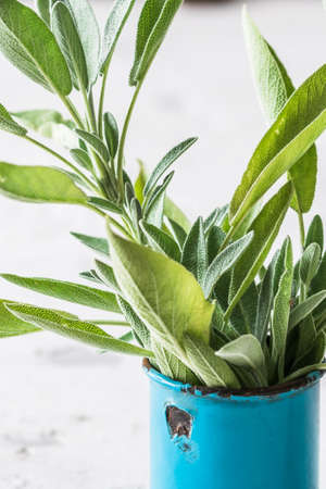 Sprigs of sage in a small, old measuring cup, verticalの写真素材