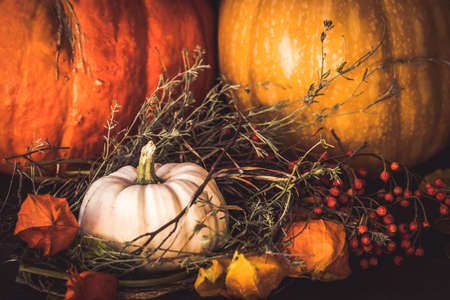 Pumpkins of different sizes and colors with autumn decorationsの写真素材