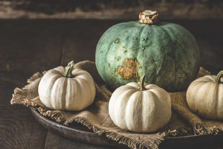 Green sombra pumpkin and white mini pumpkins on wood, autumn decorationの写真素材