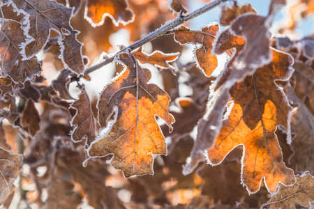 Frosty oak leaves in morning sunlight, close-upの写真素材